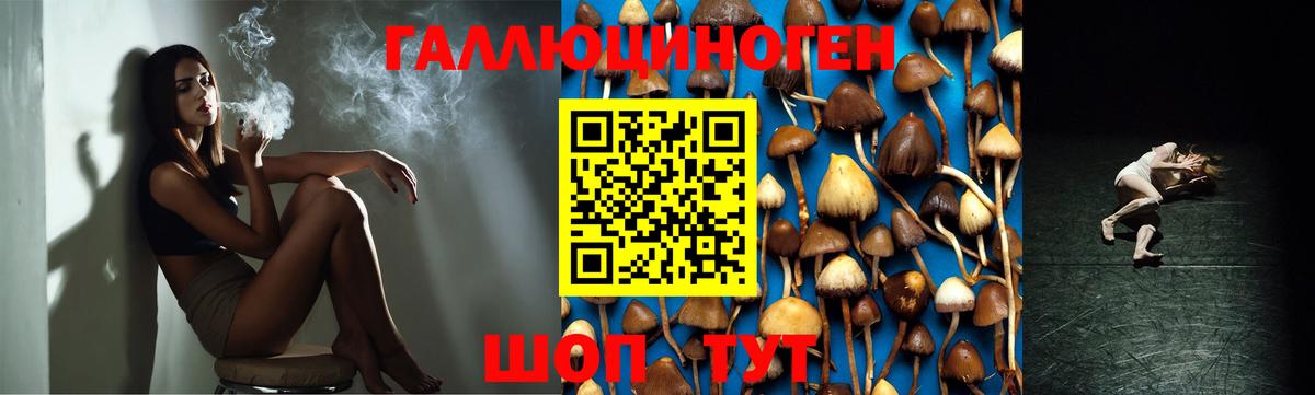 Галлюциногенные грибы Psilocybe Мичуринск